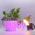 CALCA LED Neon Light Box Acrylic Panel Neon Sign(Baby),Size- 13.78 X 5.9inches